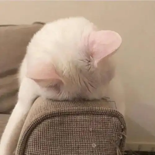 很好看的宠物很精致可爱小狗头像 2022很有个性的时尚的宠物头像_动物