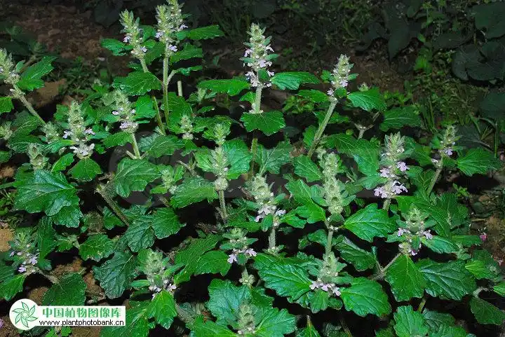 是什么植物啊,有什么功效