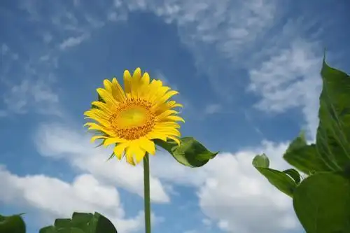 阳光心态唯美语句,心态决定行动,行动决定结果!