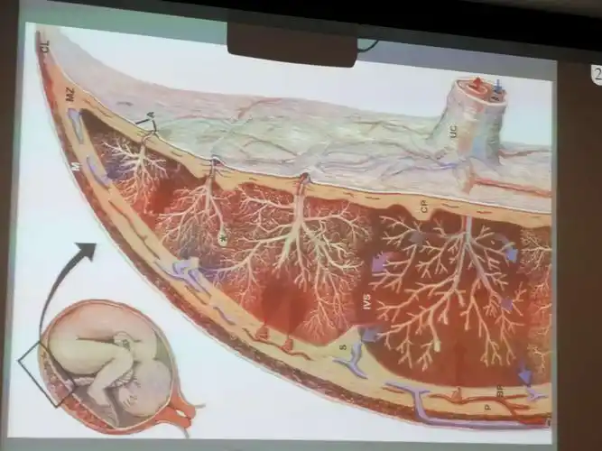 人类胎盘结构和功能-王红梅教授