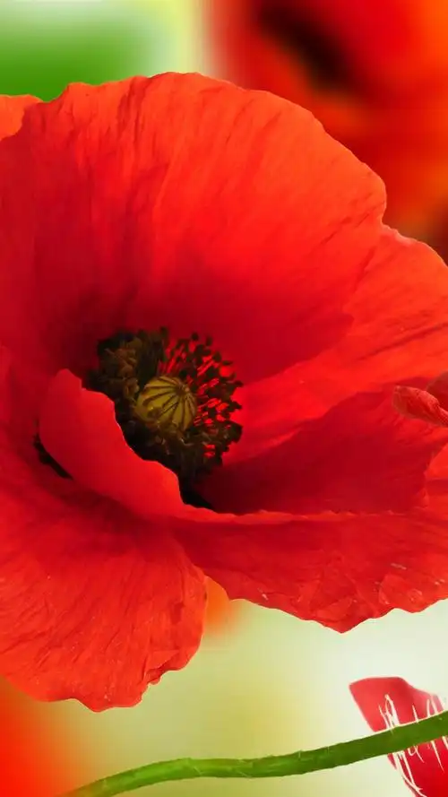 红色的罂粟花特写,花瓣,白色背景 iphone 壁纸