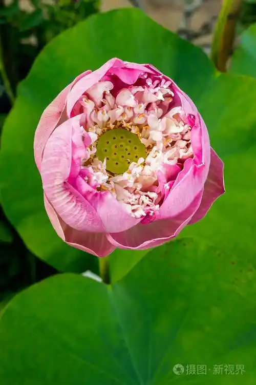 美丽的粉红色莲花一朵绽放