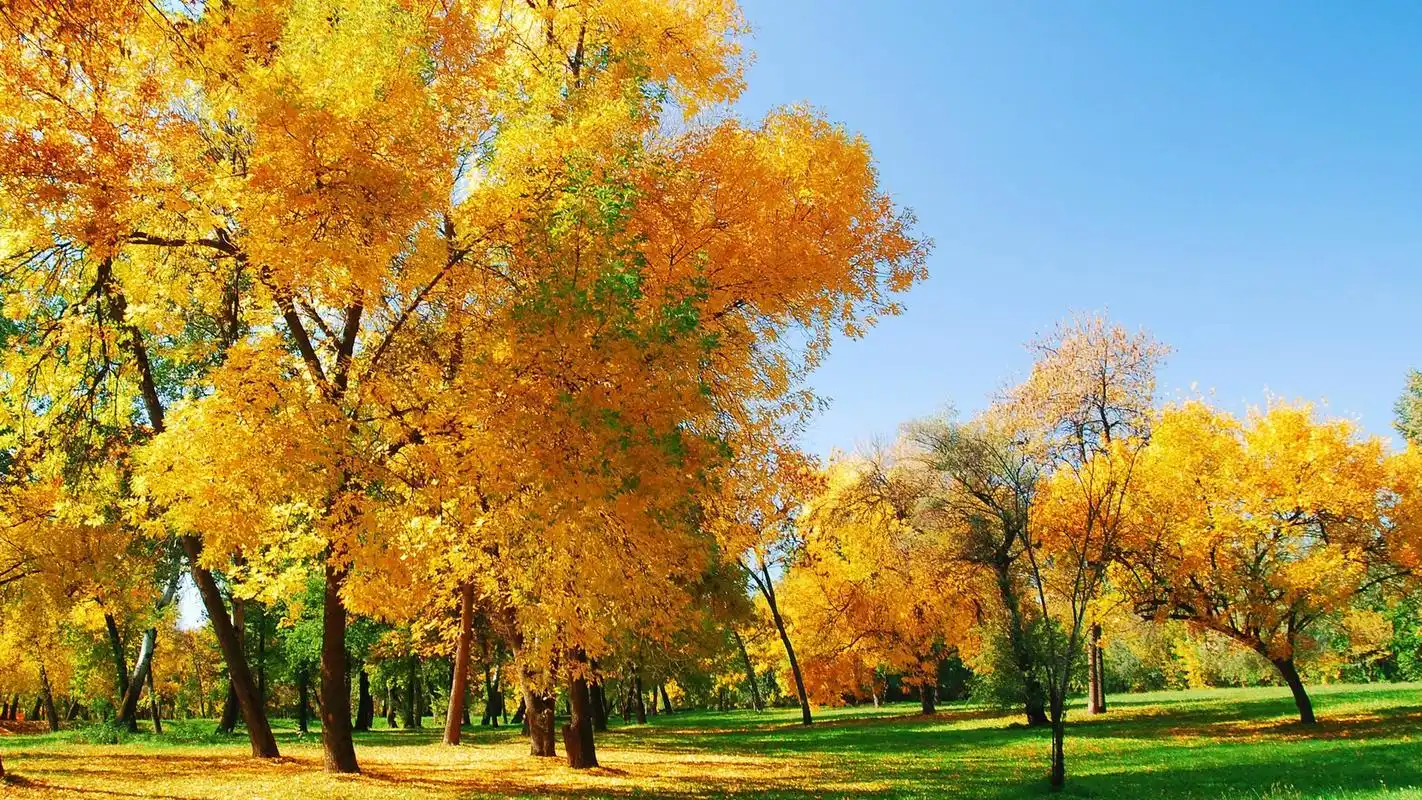 秋天赏红枫高清风景电脑桌面壁纸(一)