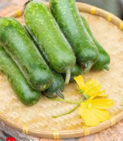 桑麻黑毛节瓜上市啦!