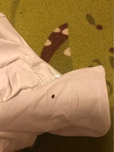 家里惊现这种虫,是何物_红豆_卧室_客厅_厨房_卫生间_生活记录_接地气