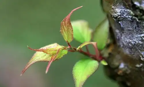 梅花叶子发黄怎么办怎么救