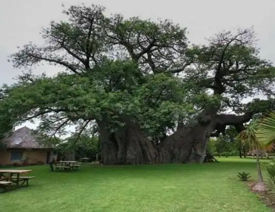 世界上最粗的树是什么树百骑大栗树直径175米周长55米