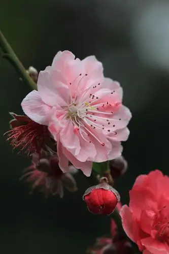 醉美桃花