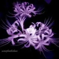 曼珠沙华图片头像大全彼岸花曼珠沙华头像图片精选