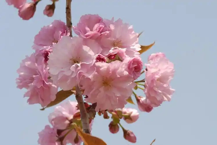 春天的花朵15-八重紫樱