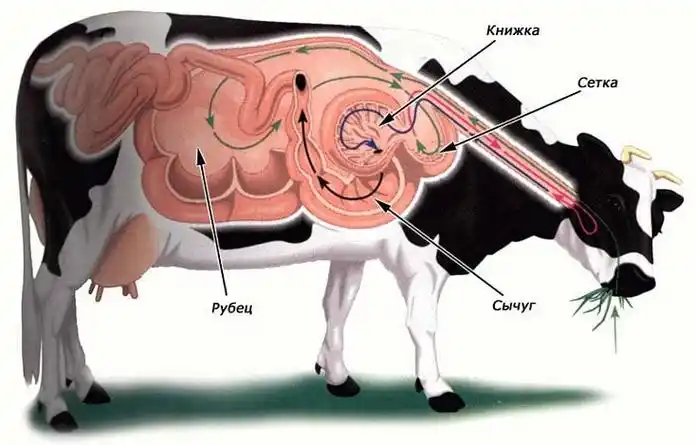 为什么在牛身上挖个洞,还常常用手去掏?难道它们不会痛吗?