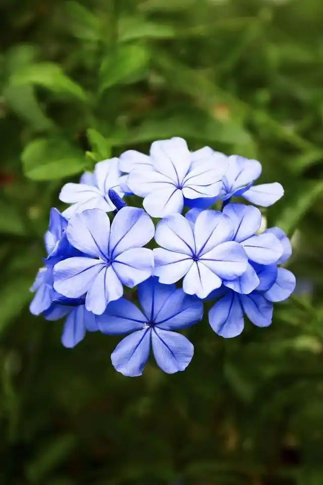盛夏绽放的蓝雪花,现在养还不晚,满园蓝色花小清新感十足