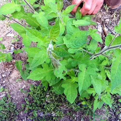 田里有藤出白毛,没想茎根皆是药