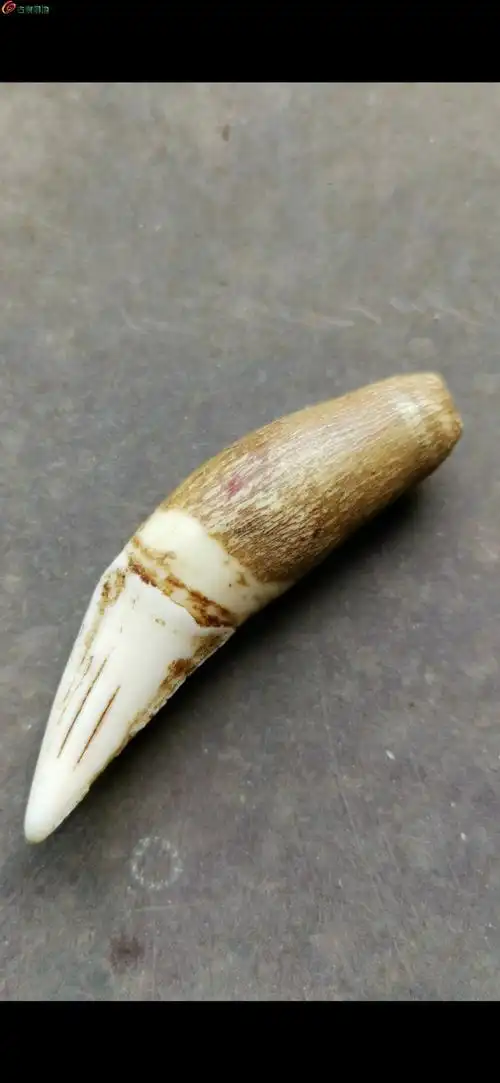 03超级漂亮辟邪至尊清代虎牙而且是上牙