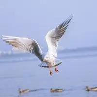 海鸥展翅飞翔头像_微信头像图片大全