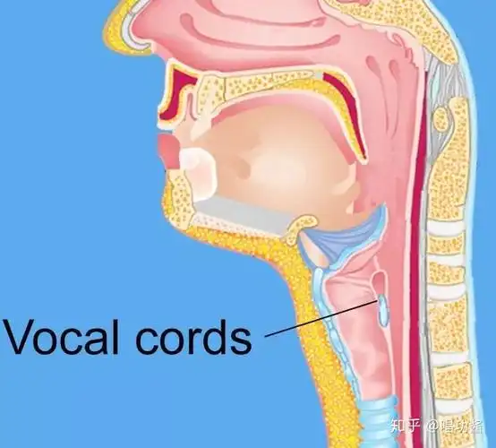 (胸声与压缩,构成了强混声的形成,一个决定了厚度与支撑力,一个决定了