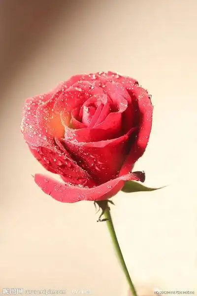 请求:只要一朵花背景色为淡色彩每一个女孩都有一支玫瑰唯美地上鲜红