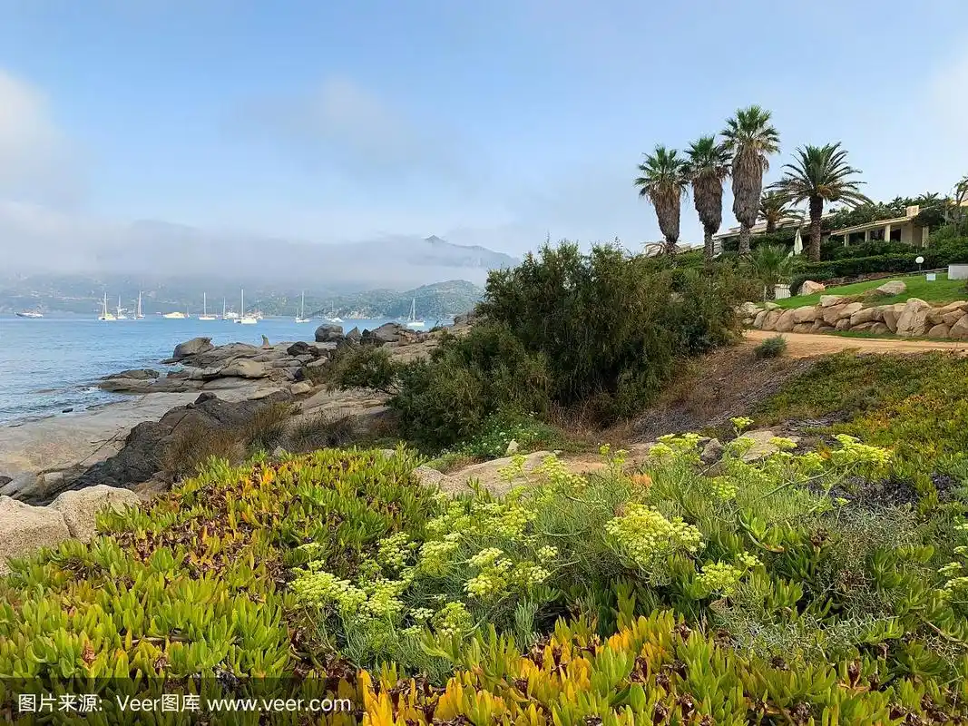意大利撒丁岛海滩附近典型的地中海植被,由灌木丛和灌木组成.