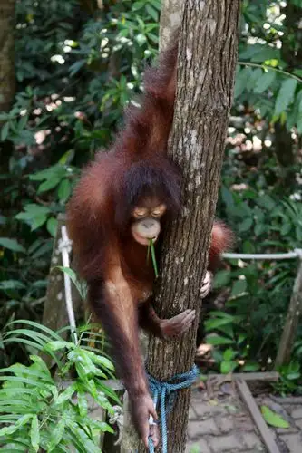 【初访大马】之十一 戏看红毛猴