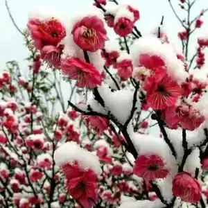 傲雪寒梅的主页 - 抖音