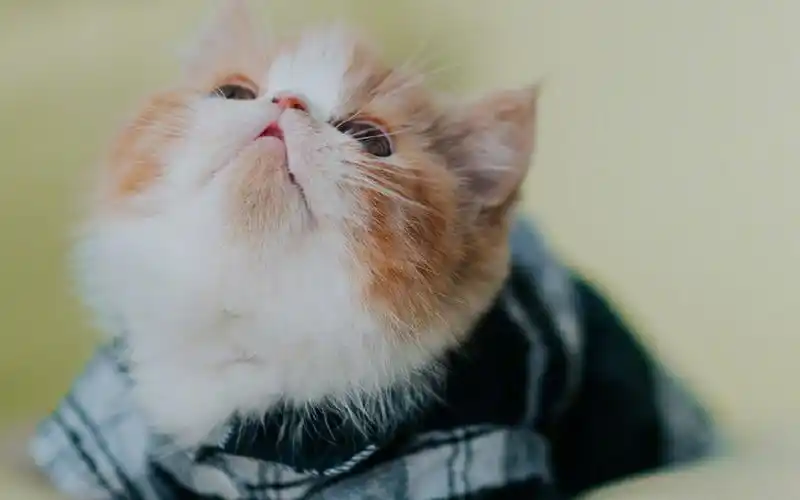 超可爱软萌的小猫咪电脑壁纸