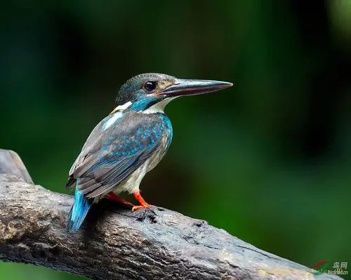 (蓝带翠鸟)blue-banded kingfisher 蓝带翠