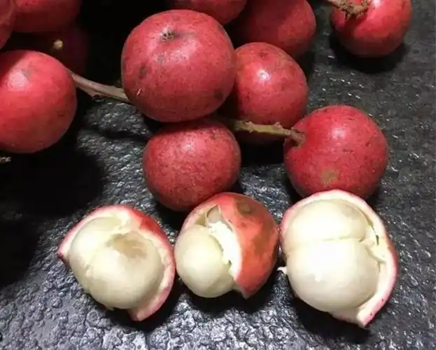 10061599873507商品名称:悠妃三丫果木奶果稀有罕见水果云南野生山果