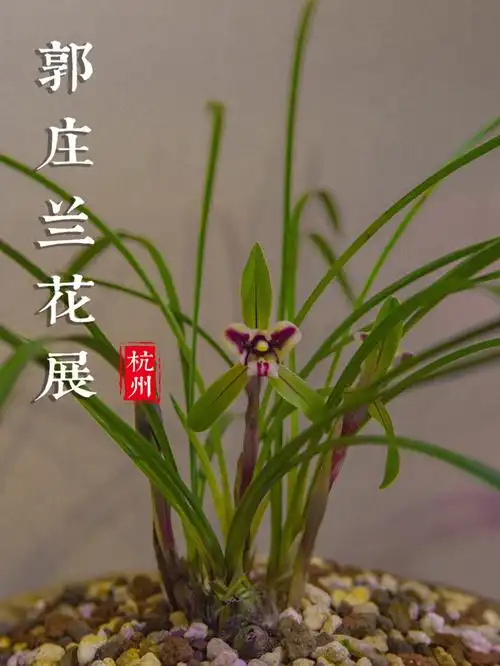 兰花展不一样的郭庄不一样的春