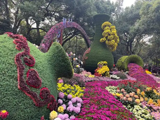 有一说一杭州植物园菊花展还是蛮美的