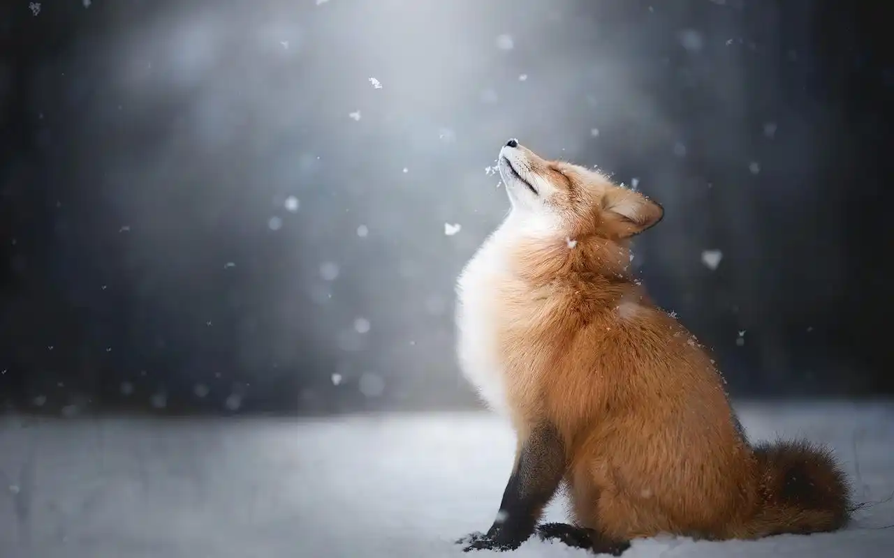 狐狸高清唯美动物桌面壁纸下载