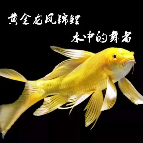 锦鲤鱼观赏鱼活体黄金龙凤锦鲤转运招财祈福鱼包损淡水冷水