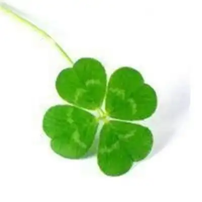 好看的四叶草图片头像 四叶草最漂亮图片唯美头像大全_女生头像_美头