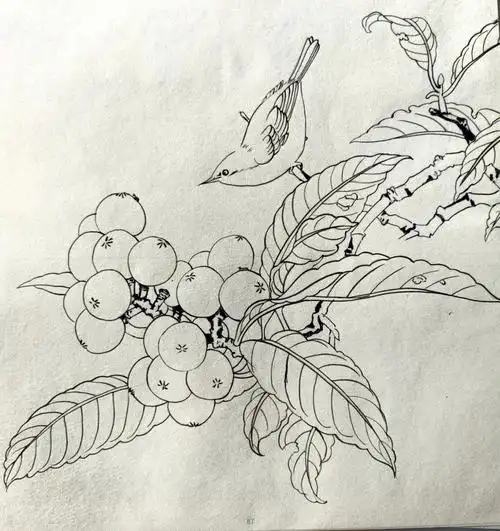 国画工笔白描临摹卡