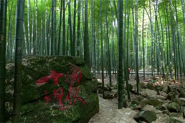 十面埋伏外景拍摄地/永川茶山竹海国家森林公园电子票/永川茶山竹海