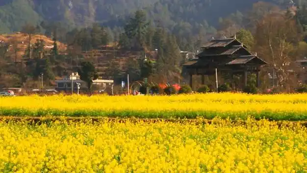 贵定金海雪山已是一片金黄,今年的花期将持续到→|赏花|坝区|贵定县