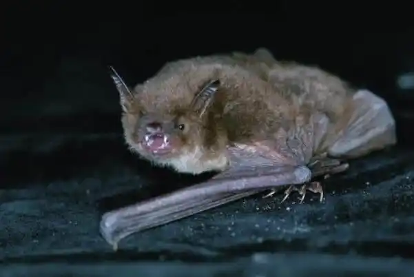 须鼠耳蝠又被称为鼠耳蝠,小蝙蝠,多须鼠耳蝠,是一种小型蝙蝠,主要分布