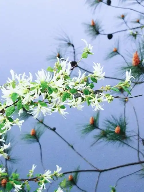 独览山水醉,悠然无事非