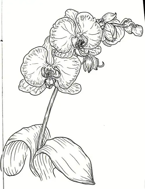 3针管笔勾出外轮廓,线条要松一点,太紧画不出流畅的线条;3-0.