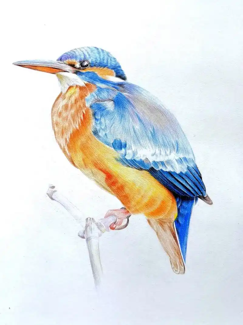 彩铅绘画-翠鸟(照片写生) 高清彩铅画鸟过程图(照片写生) 图幅:8k