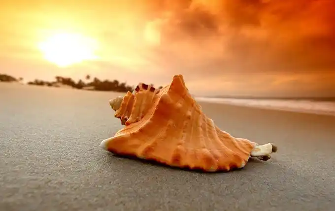 夕阳下的沙滩贝壳高清摄影图片