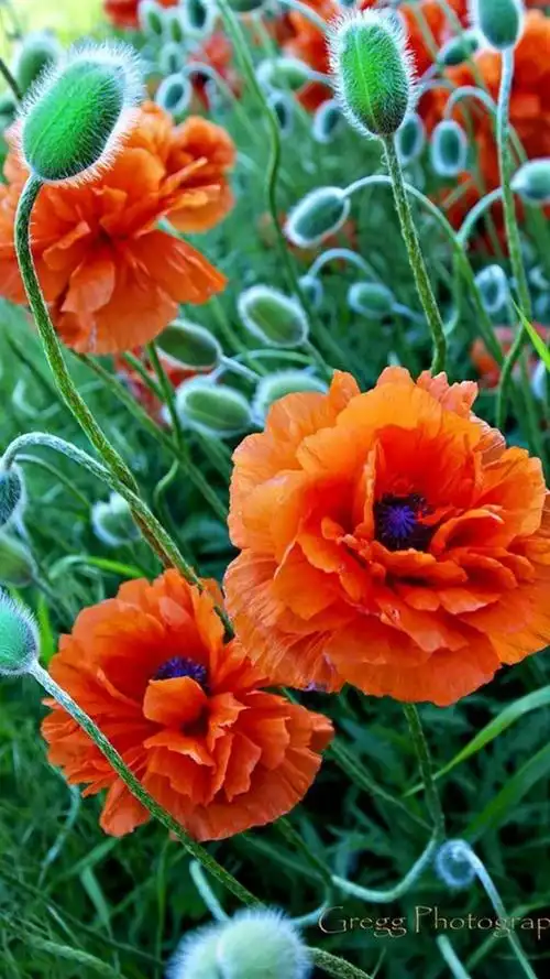 罂粟花,高清图片,手机锁屏桌面-壁纸族