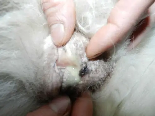 我家母犬下面流出黄绿色粘液是怎么啦?