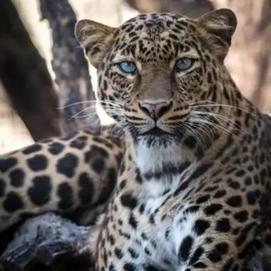 豹子头霸气头像图片 霸气头像图片大全 -【爱个性】