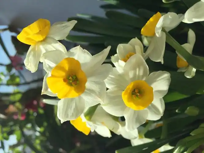 金盏银台水仙花