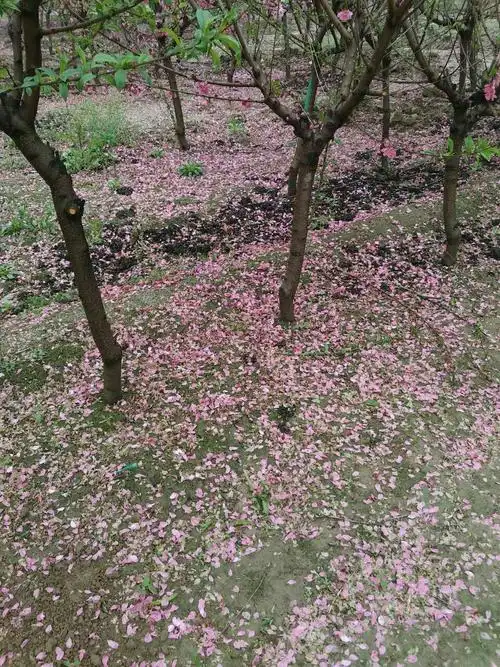 飘落一地的桃花是不是也有一番意境
