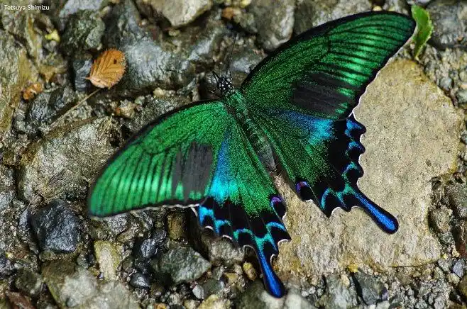 绿带翠凤蝶papiliomaackii