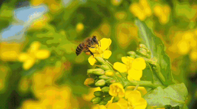 640_356gif 动态图 动图