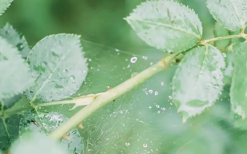 清新唯美高清图片桌面壁纸~~为你的桌面换上一张干净清新简约的壁纸吧