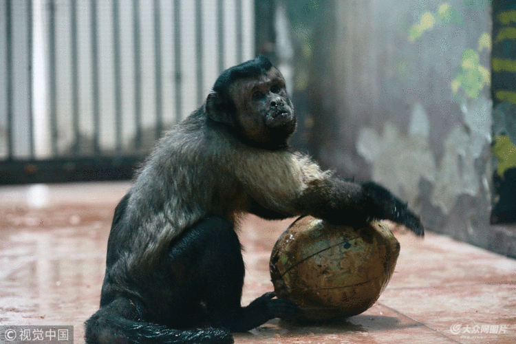 天津动物园"人脸猴"引围观 表情挑衅气场足