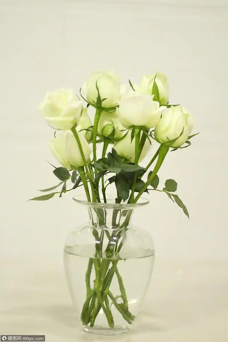 玫瑰花意境夏天高清图片素材